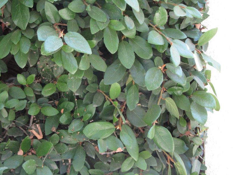 Ficus pumila - פיקוס זוחל, climbing fig, creeping rubberplant
