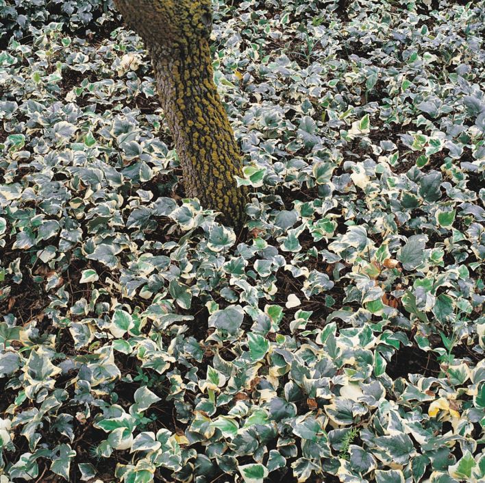 Hedera helix 'Variegata' - קיסוס החורש מגוון, common ivy, English ivy