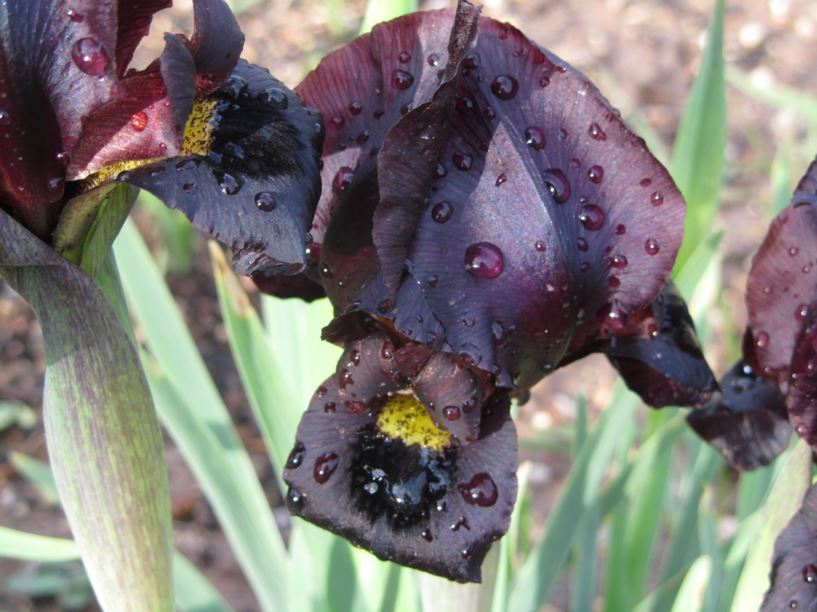 Iris atropurpurea - איריס ארגמן, Coastal Iris, Dark-purple Iris