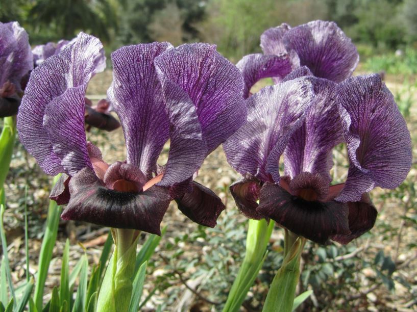 Iris haynei - איריס גלבוע, Gilboa Iris