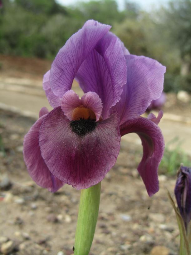 Iris mariae - איריס הנגב, Negev Iris