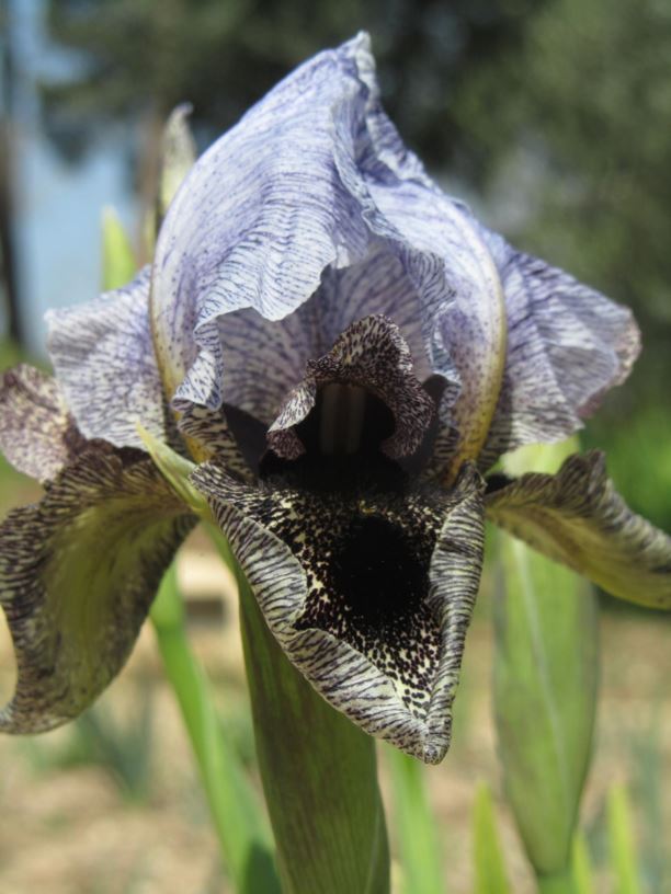 Iris hermona - איריס חרמון, Mt. Hermon Iris