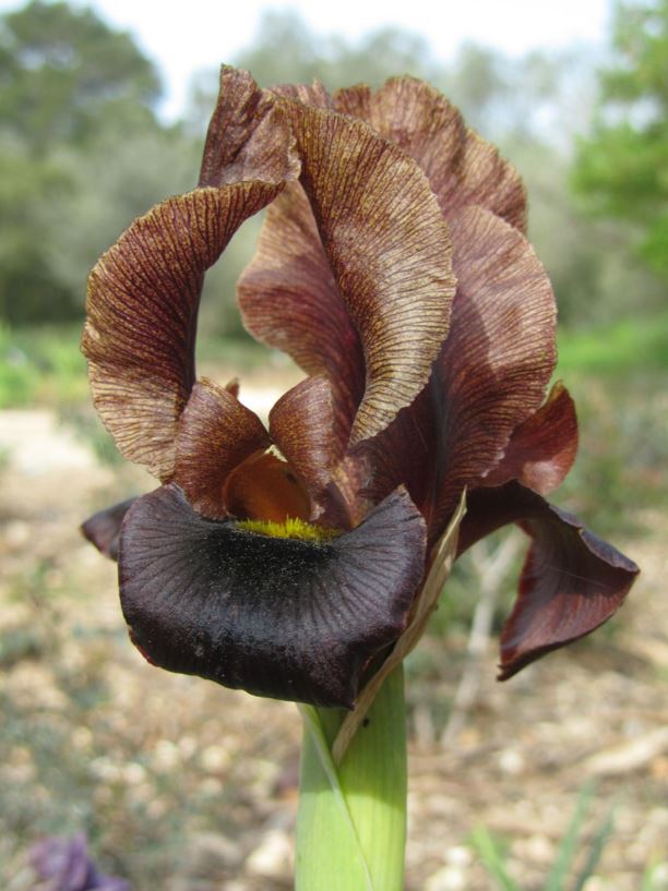 Iris hieruchamensis - איריס ירוחם, Sand Iris, Petra Iris
