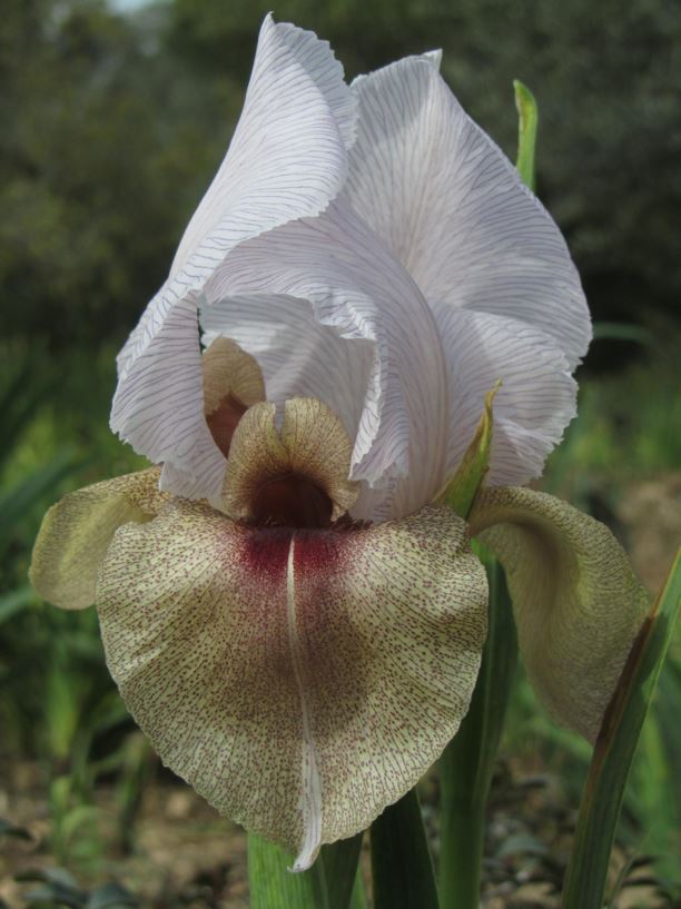 Iris samariae - איריס שומרוני, Lortet's Iris
