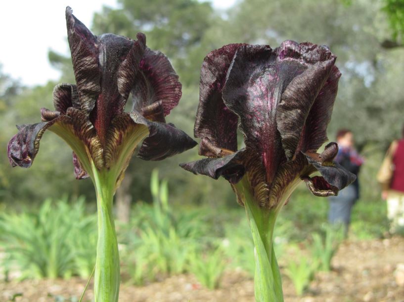 Iris atrofusca - איריס שחום, Judean Iris, Dark-Brown Iris