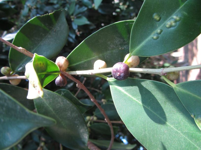 Ficus microcarpa - פיקוס השדרות