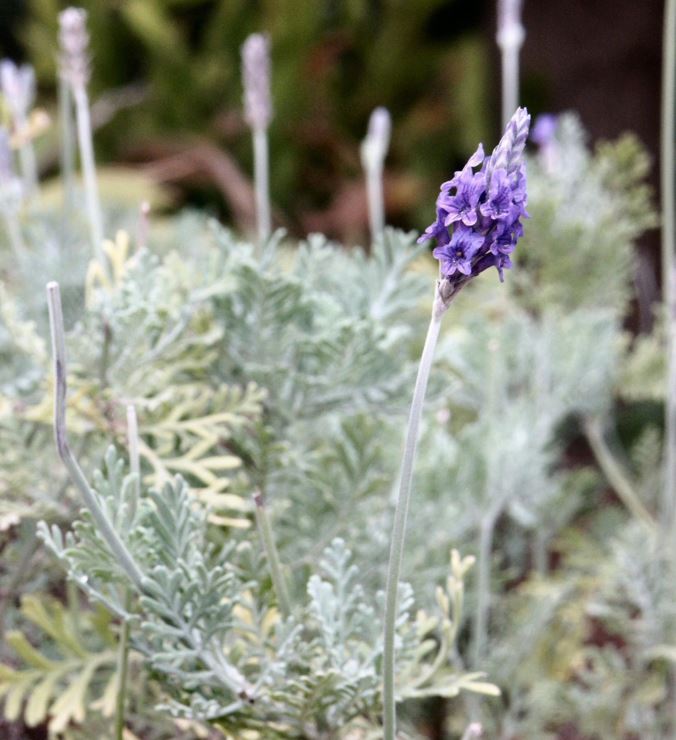 Lavandula pinnata - אזוביון מנוצה, pinnate lavender