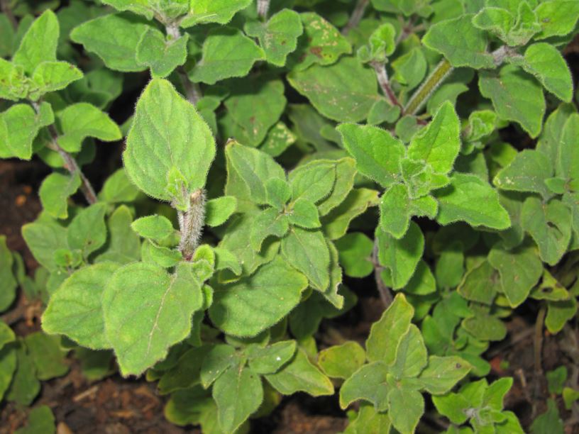 Origanum vulgare - אזובית פשוטה, wintersweet, Algerian oregano, Common Oregano, Wild Marjoram