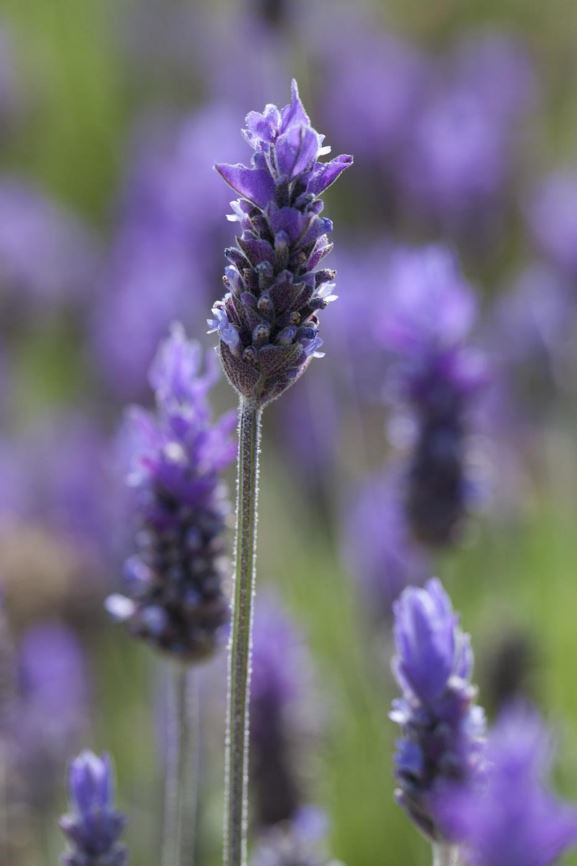 Lavandula dentata - אזוביון משונן, French lavender, toothed lavender
