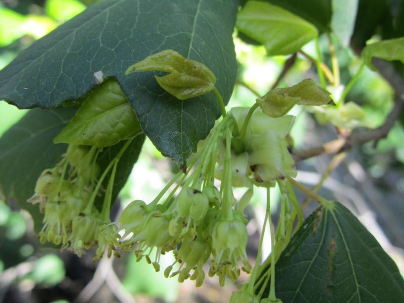 Acer obtusifolium - אדר סורי, Syrian Maple | Ramat Hanadiv