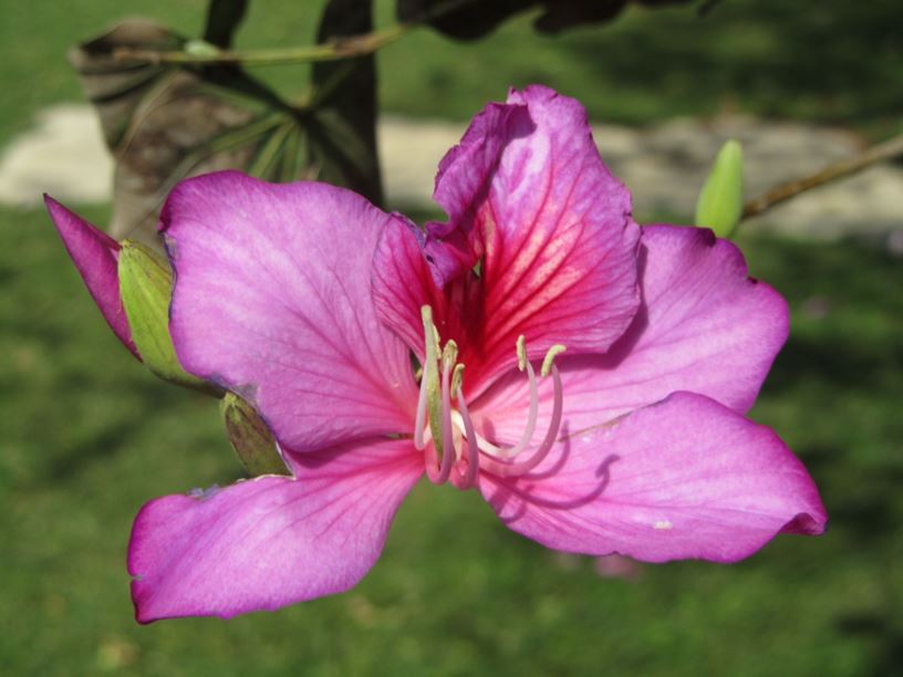 Bauhinia variegata - בוהיניה מגוונת