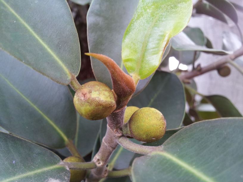 Ficus rubiginosa - פיקוס חלוד